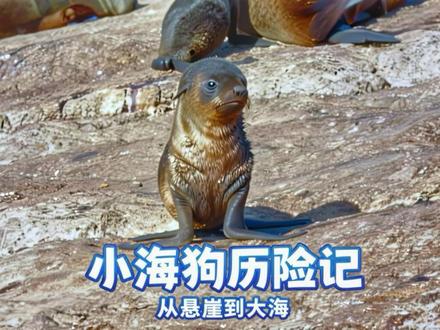 小海狗的生死历险记,从悬崖到大海再回到妈妈怀里 #动物世界 #海狗