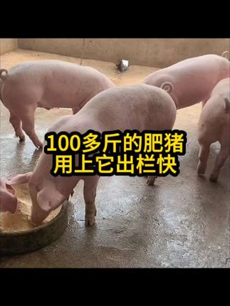 #养猪人不容易 #所有养猪人 #养猪人加油干 #三农养殖 #养猪技术