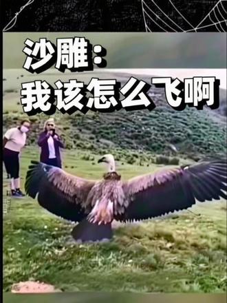 #创作者扶持计划 #动物搞笑视频 #搞笑配音 沙雕:我该怎么飞啊。