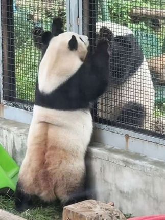 (9.26)萌兰新邻居~表姐花点点😄,一大早就在打招呼啦😊,北京动物园真贴心,马上为萌兰安排了新邻居,今天大哥萌哒哒也展出了,就在之前花点点的院子,真好👍#大熊猫 #国宝熊猫#大熊猫萌兰 #大熊猫花点点 #北京动物园