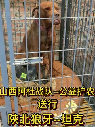 陕北狼牙,坦克,你是队伍里的定海神针,是叱咤风云的铁血战将,是战友们仰仗的顶级重托,一身狼牙风骨,一身战神气魄,站在那里,便是最坚实的依靠。短短数日相处,你的沉稳、你的勇猛、你的赤诚,早已深深印在我心里。你从不多言,却总在危难前挺身而出,在责任前义无反顾,在护农的路上,把百姓的安危放在心头,把队伍的使命扛在肩上。我曾以为,这样的你,会永远是我们的主心骨,会带着狼牙的荣光,一路披荆斩棘。可噩耗猝不及防,你在护农的征程上,永远停下了脚步。为了守护一方农田,为了护住百姓的希望,你把生命献给了这片你深爱的土地,献给了你坚守的使命。你离去的消息,像惊雷炸响在耳边,沉重、悲痛,却又让我们更懂你的伟大。坦克,你是真正的战神,是陕北狼牙的骄傲,是护农路上的英雄。今日,我们怀着最沉痛的心情,为你送行。你的荣光,永远刻在陕北狼牙的史册里,永远留在我们每一个人的心中。坦克,一路安息,我们永远记得你,永远怀念你。#陕北狼牙 #陕北狼牙护农队 #热门