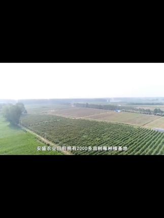 树莓28度微醺果酒覆盆子#果酒#树莓#覆盆子#酒