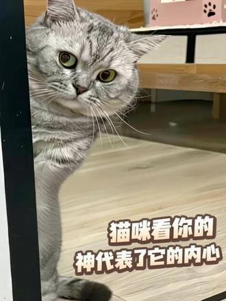 猫咪看你的眼神,代表了它的内心#猫咪 #猫咪的迷惑行为 #猫咪日常 #新手养猫 #养猫人
