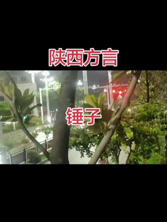 陕西话锤子的万能用法 #陕西方言文化 #幽默风趣