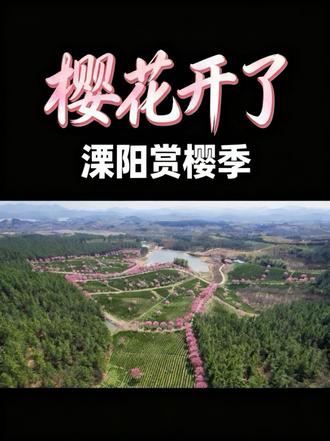 春风拂过枝头,樱花如约盛开 #樱花茶田 #樱花季 #樱花开了春天来了 #溧阳#十思园
