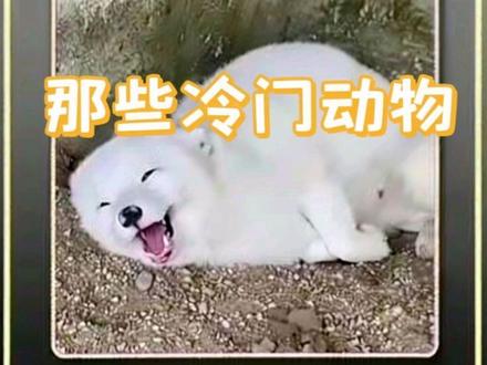 那些冷门动物#宠物科普