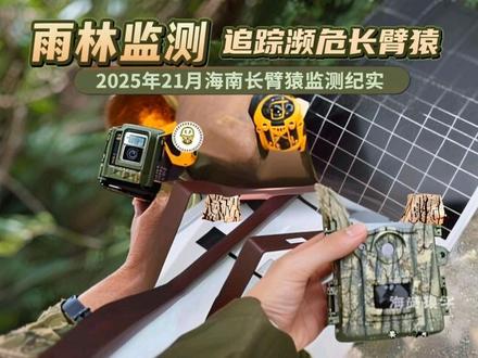 秘境之眼,红外相机助力海南长臂猿智能监测!2025年12月海南长臂猿监测纪实#海南长臂猿#红外相机#长臂猿科普