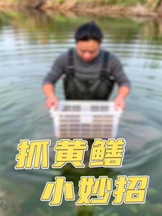 抓黄鳝小妙招#抓黄鳝户外