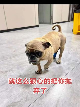 可怜的毛孩子都12岁了,老了不中用了,就这样被遗弃了,太可怜了,愿所有的毛孩子都温柔以待#毛孩子 #救助流浪狗 #巴哥
