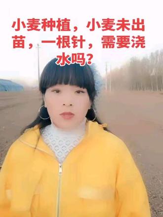 小麦未出苗,一根针浇水好,还是不浇水好#三农服务