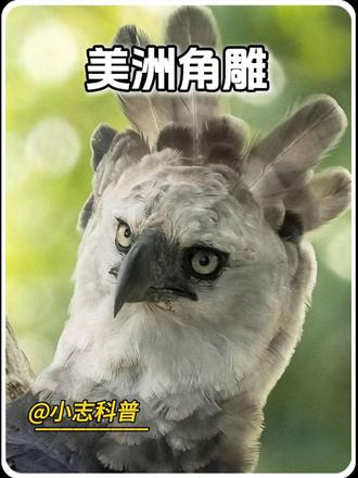 空中顶级猎手美洲角雕#动物解说 #神奇的动物在抖音 #美洲角雕 #雕#动物世界