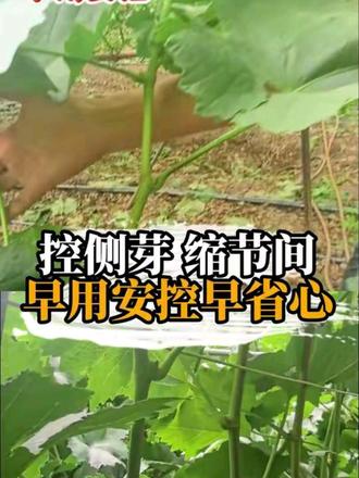 安控效果展示
控侧芽,省人工
节间均匀树势中庸,利于膨果
早用安控早省心#百德农业