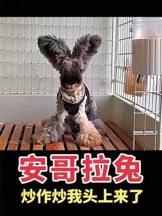 炒作炒我头上来了,有点流量就可以为所欲为了?#安哥拉兔