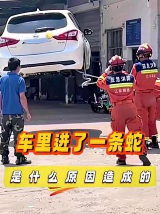 车里进了一条蛇,是什么原因造成的#汽车安全知识 #每天一个用车知识