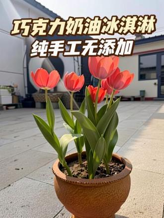 巧克力奶油冰淇淋,你就做去吧,口感绵密,比买的好吃,纯手工无添加,还超级简单#我的烘焙笔记 #纯手工制作美食