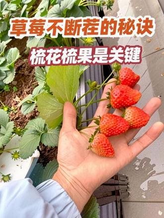 #真实生活分享官 想要草莓长得又大又漂亮,秘诀就是梳花梳果,还能不断茬#记录我的种植生活 #盆栽种植 #草莓种植 #自己种的草莓
