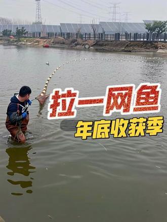 年底了,拉一网看看今年收获怎么样#水产养殖 #逮鱼摸虾 #新农人 #00后
