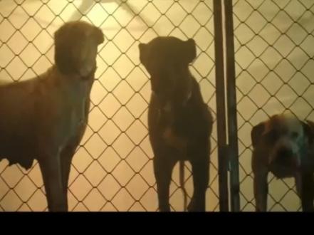 我可太爱鸡涌啦!犬吠(BULLSHIT)七年前的MV拿到现在重温还是这么炸#超燃BGM#权志龙#权志龙歌曲 #狗吠