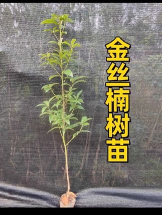金丝楠木树苗名贵优质正宗金丝楠苗带土常绿耐寒珍贵楠木苗盆地栽#抖音助农#三农种植#金丝楠木树苗, #抖音农村人 #优质种苗
