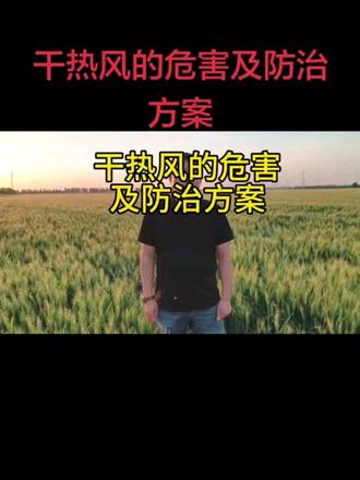 #小麦如何管理才能高产 #高产量的小麦 #关注三农小麦种植#干热风 干热风的危害及防治方案