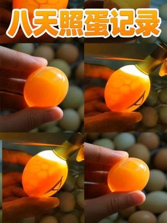 #创作者中心 #创作灵感 孵化第八天照蛋记录,这窝蛋质量还蛮好的呢#照蛋 #解压视频 #小鸡孵化全过程 淄博代孵化