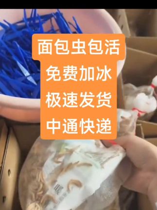 面包虫包活加冰极速发货 面包虫高蛋白各种动物都爱吃 #面包虫 #高蛋白 #鸡 #鱼 #鸟
