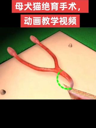 母犬猫绝育手术,动画教学视频,详细生动,需要的可以点赞加关注#王友庆 #动物外科手术 #畜牧兽医培训 #宠物