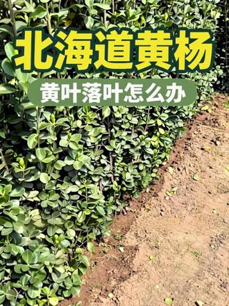 #北海道黄杨#北海道黄杨基地 #北海道黄杨绿篱,近期北海道黄杨有部分黄叶落叶说明,可以参考下