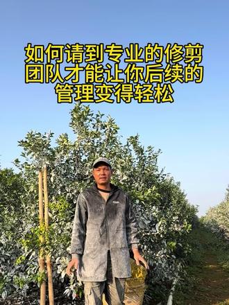 我们不卷价格,不评论他人,做好自己份内的事!有缘自会来相逢!#柑橘修剪 #专业团队 @修地球农业-(定式修剪) @再生生态农业(定式修剪)小A @世间百态 @定式修剪(速丰农业胡队)