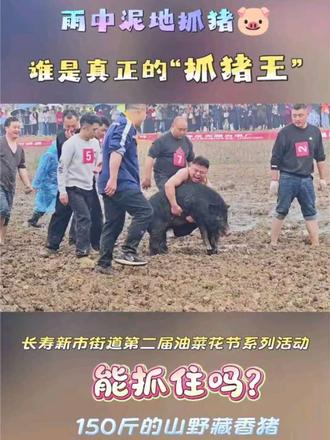 150斤的藏香猪,能抓住吗?——长寿新市街道第二届油菜花节系列活动~谁是真正的“抓猪🐷王”。#抓猪比赛#纳溪河#我爱长寿@长寿文旅@长寿湖旅游度假区官方帐号