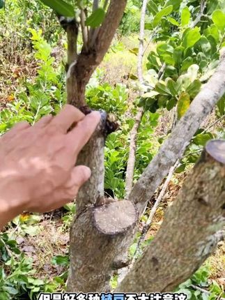 大树改良品种建议先接在主杆上,侧枝留着挂果,达到边嫁接边结果,接的时侯建议高处不超一米二,锯口拉一个斜口,后期伤口更容易愈合,希望我的分享对大家有一个小小的帮助,在种植坚果这条路少走一些弯路!#抖音新农人 #三农种植 #抖音助农扶农 #果园管理 #优质农产品