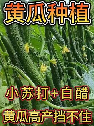 黄瓜增产小妙招 小苏打加白醋黄瓜高产挡不住#黄瓜种植 #蔬菜种植技术 #黄瓜种植技术 #三农