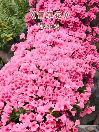 #经典歌曲#《萱草花》#随拍