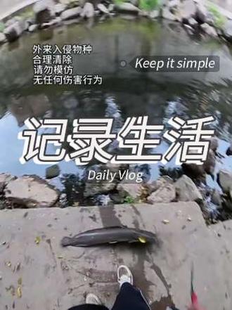 #钓鱼🎣 #真实户外 #钓鱼 当事人:这条鱼非常奇怪,每次将它放还去都会再次吃钩