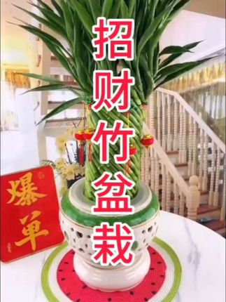搬新家开业送礼光照发财竹观音竹水培客厅室内四季绿植花卉盆栽#爱生活爱养花#招财竹 #富贵竹
