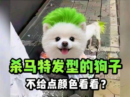 不给点颜色你看看,我怕你不知道我是谁#萌宠解说#萌宠来袭#萌宠搞笑