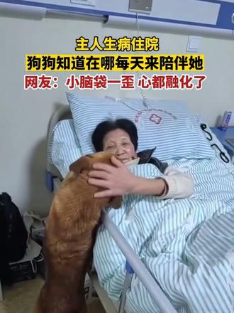 大黄什么都懂就是不会说话 #听得懂人话的狗 #大黄