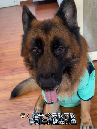 糯米的趣味生活