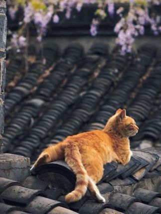 发条橙橙子摄影教学