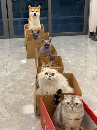 奥斯卡和糖糖姐