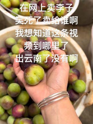 云南馁江半边红李子开始上市了#馁江半边红李子 #李子熟了#半边红李子 #脱骨李又脆又甜 #流口水