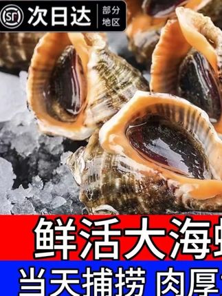 海螺鲜活超大海螺特大贝壳类海鲜水产非花螺猫眼螺新鲜当天海捕#海鲜 #海螺 #海鲜美食 #赶海生活 #海鲜水产