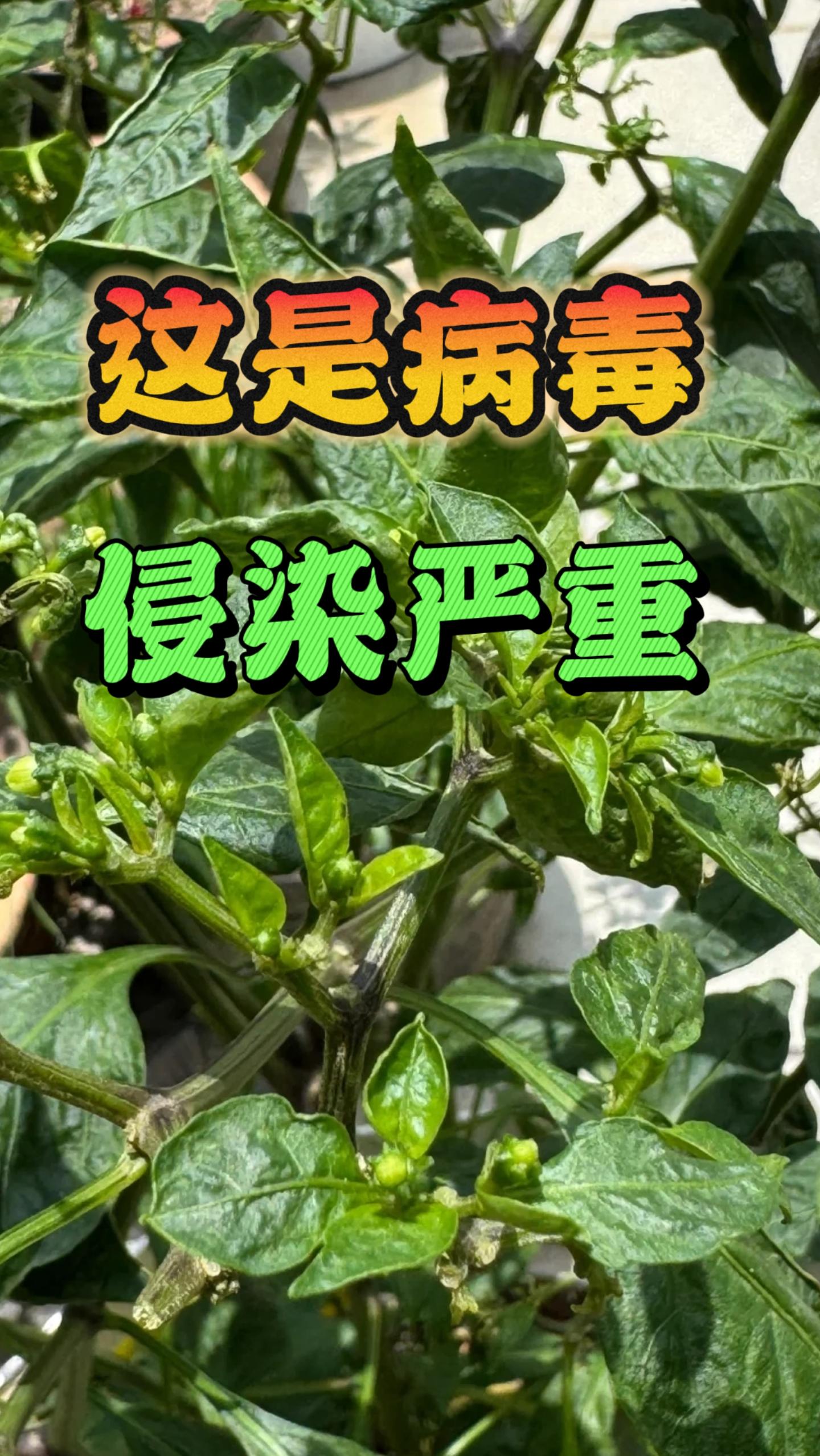 #辣椒病毒 #辣椒种植与管理 #农业种植 #三农 #工业辣椒 ,辣椒病毒,侵染严重,教你如何解决!