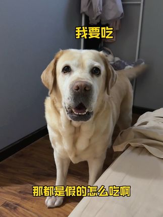 原来狗子看美食节目也会饿#大眼橙投影仪 #大眼橙c3d #萌宠出道计划 #抖in萌宠计划