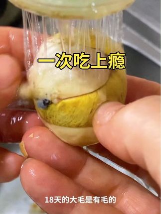 半鸡半蛋的没有毛,总能接受了吧#家乡特色 #活珠子 #地方特色小吃 #毛蛋