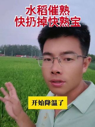 水稻想要提前收割,促进早熟,建议你赶紧把【快熟宝】扔掉,用点正经的产品。胺鲜乙烯利。加速灌浆,减少空瘪。#万农优收