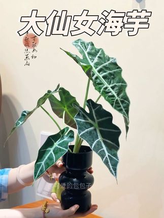 好看又好养的水培大仙女海芋盆栽 这是一款水培大仙女海芋盆栽,摆放在客厅书房还是办公桌都非常精致有高级感。一整套带花瓶发出,收到就是成品了,日常放在室内散光环境低水位就可以养护,不要暴晒,喜欢你也来入手一盆吧。#大仙女海芋 #花卉绿植 #水培植物 #室内绿植 #好看的花一定要分享给你