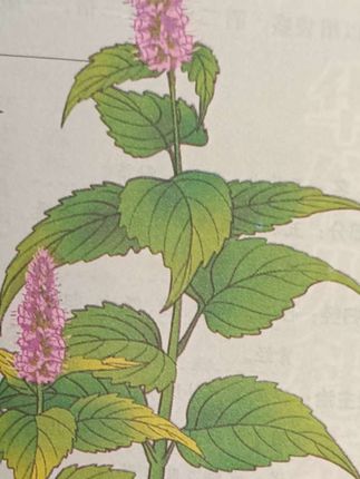 华佗妙方大全9块8到手!!!!#读书推荐 #华佗妙方 #中医养生 #中医健康 #健康养生 @龙回盛世 @@DOU+上热门 好书推荐一起读。