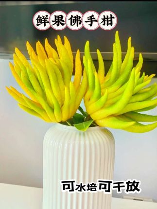 新鲜佛手柑来啦!饱满金黄的果子,像一只只舒展的小手,摆在案头就是天然装饰~, ,凑近闻闻,清冽果香混着淡淡花香,放客厅、卧室,自带清新气场,比香薰还自然!既可水培又可干放。#佛手柑 #天然香薰 #新中式 #禅意生活#室内绿植