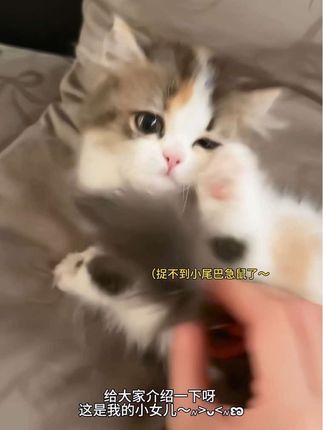 介绍一下,这是我的小女儿~៷>ᴗ<៷ಣ #三花猫 #小奶猫 #kaalixto